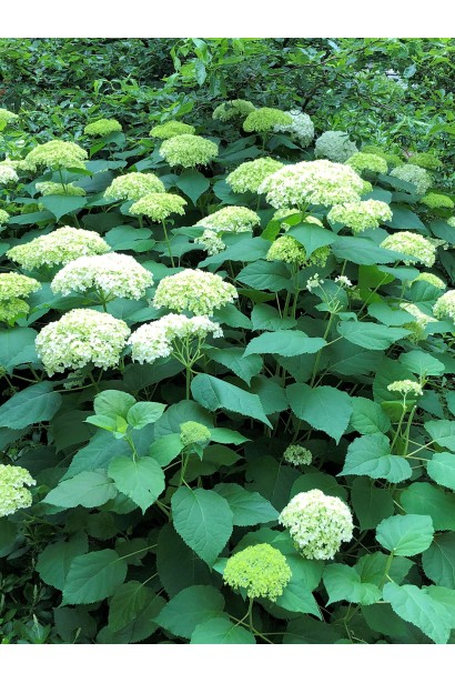 Гортензія деревовидна Грандіфлора